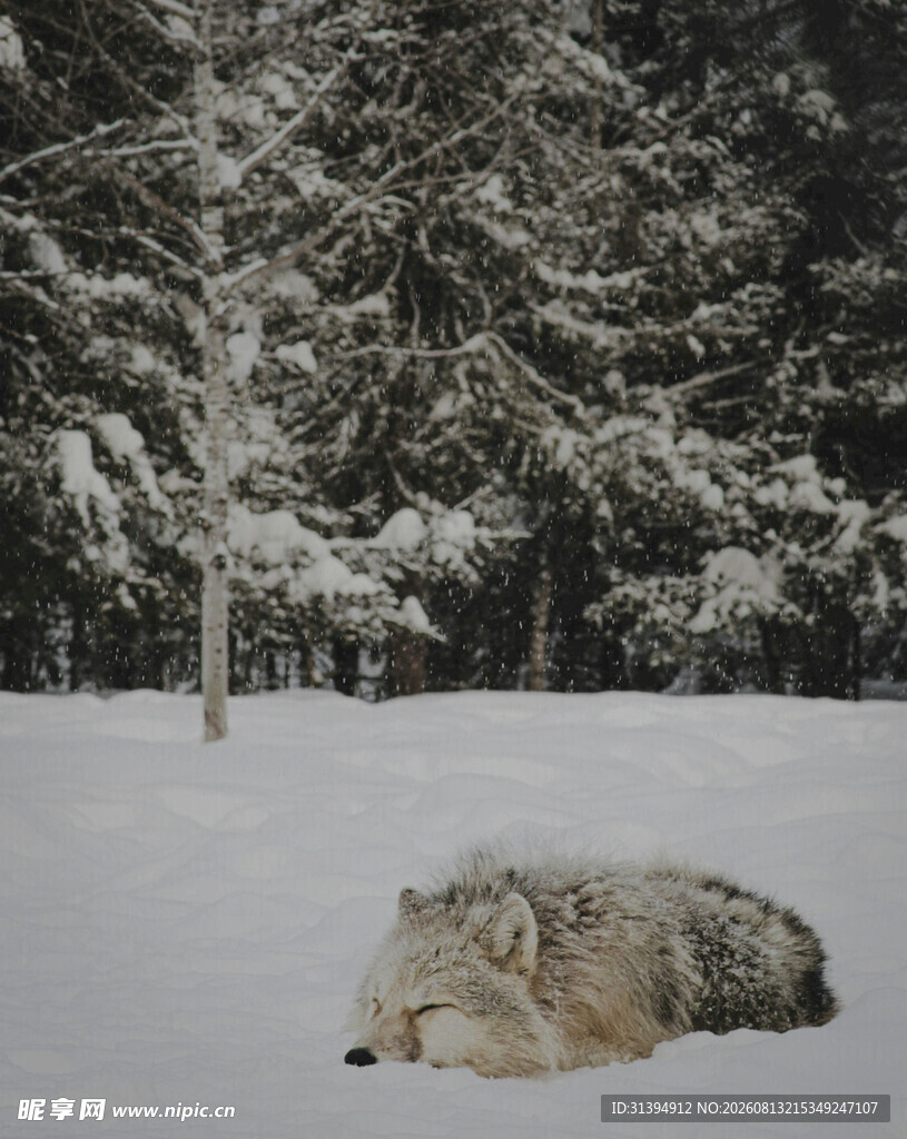 雪地中休憩的灰狼