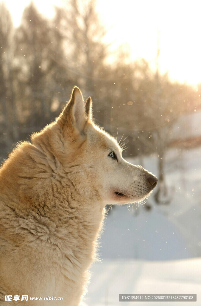 雪地中的牧羊犬侧影