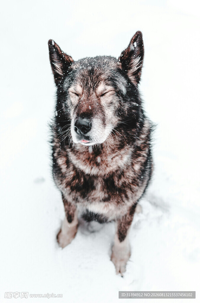 雪地中的老年犬