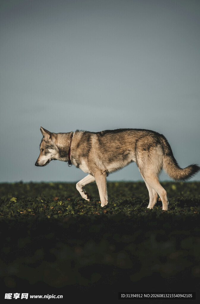 草原上独行的帅气狼犬