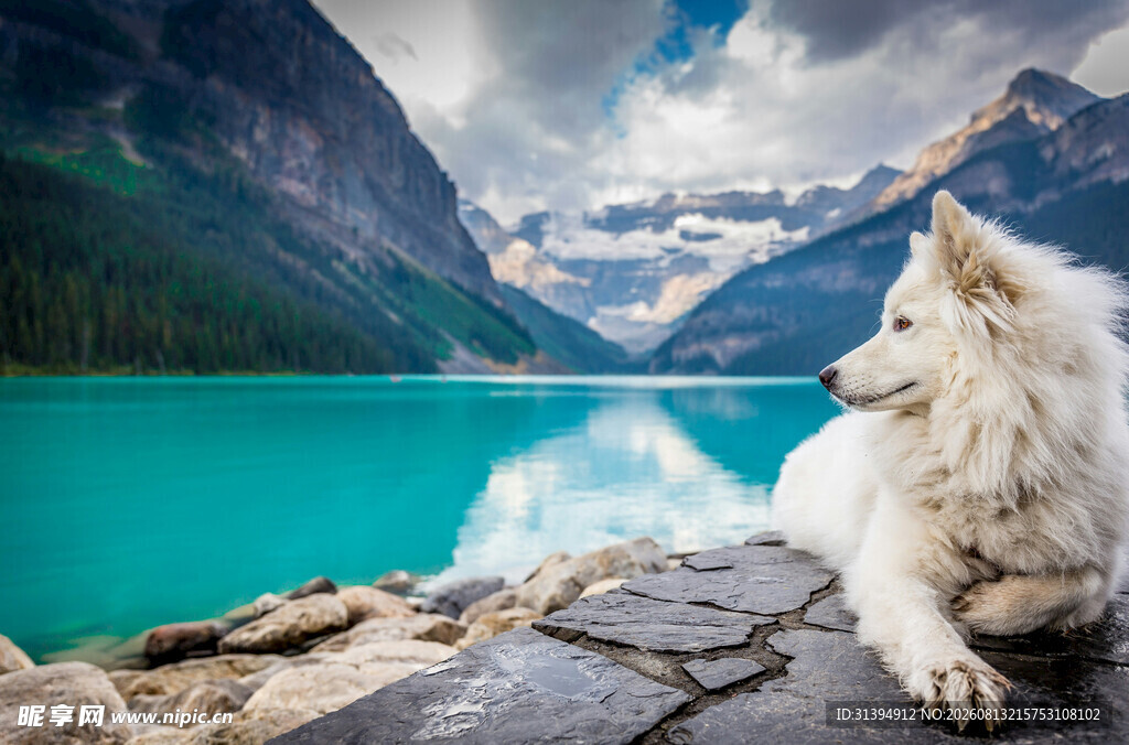 湖畔白犬赏壮丽山水景