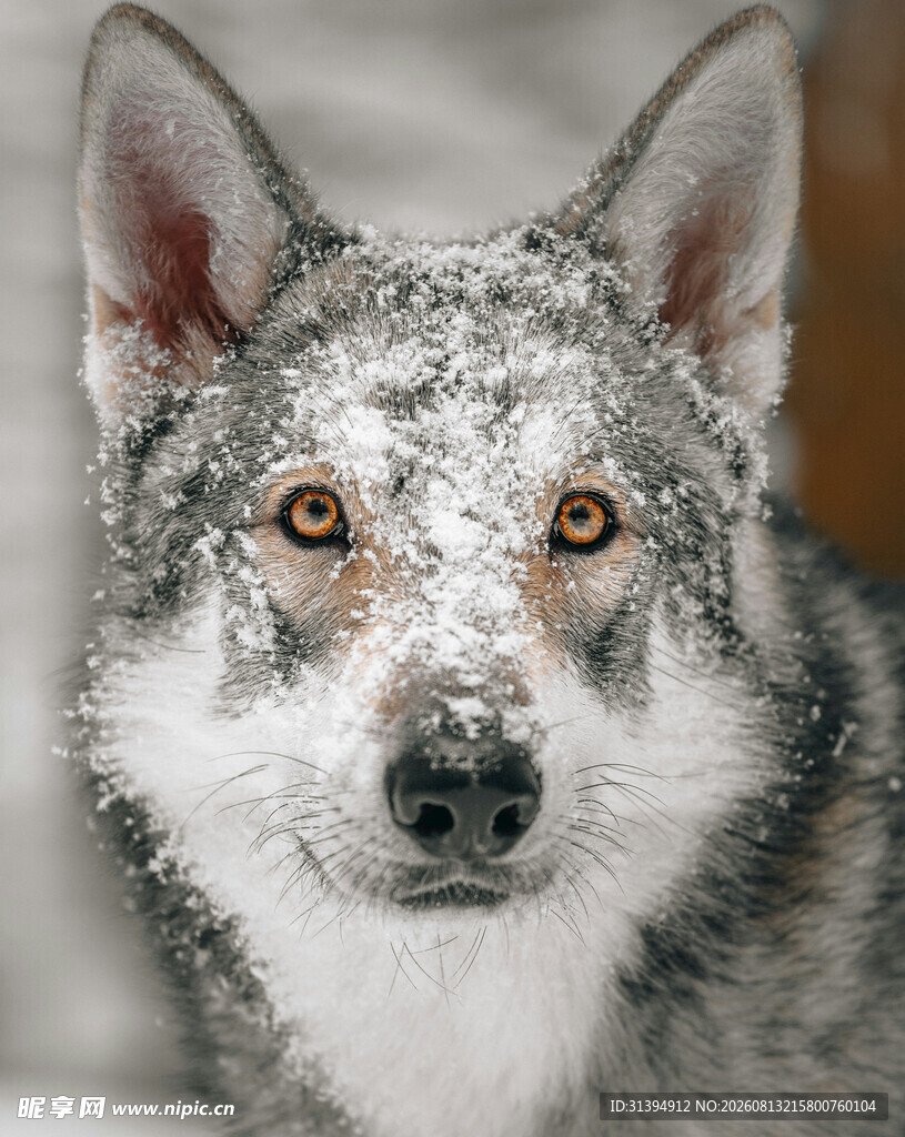 雪地中的狼