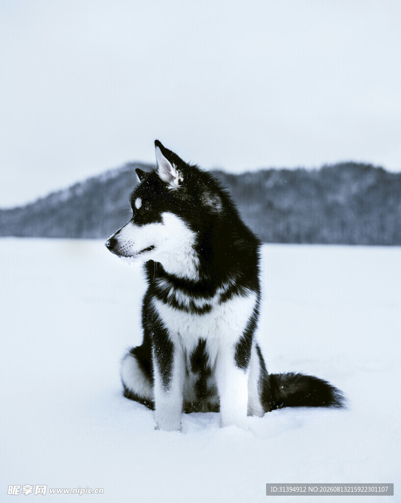 雪地中的帅气哈士奇