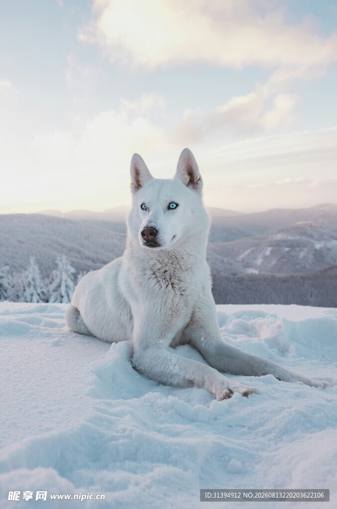 雪地中的白色狗狗