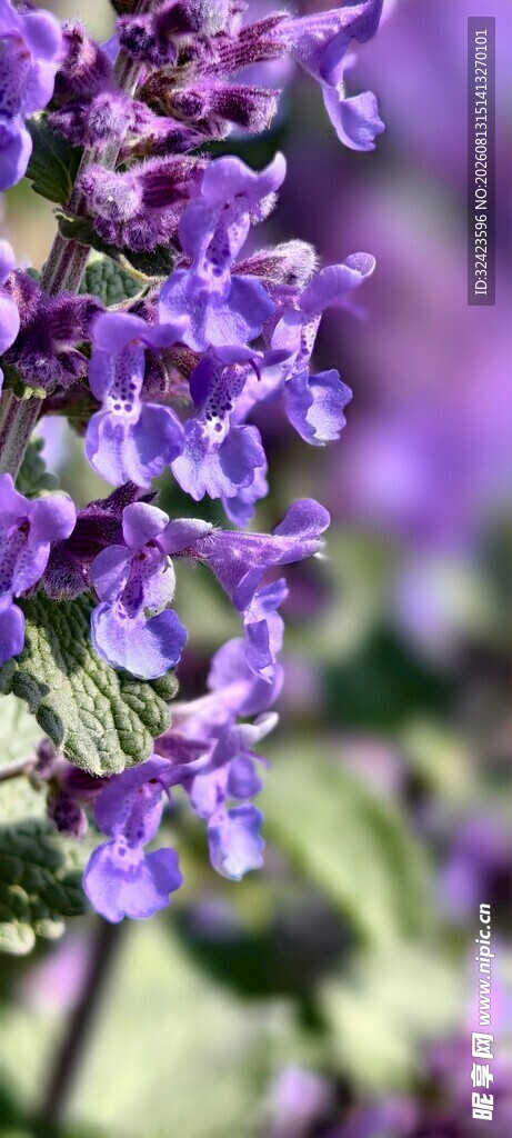 薄荷花