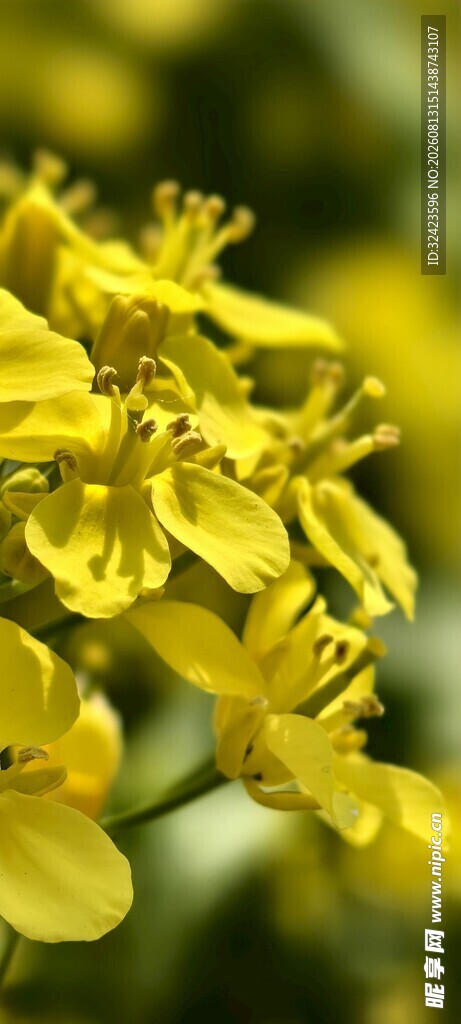 油菜花