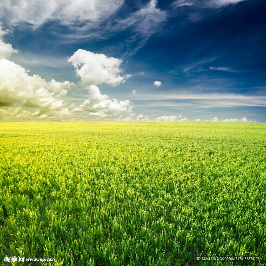 广袤绿野蓝天白云美景