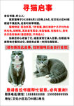 寻猫启示