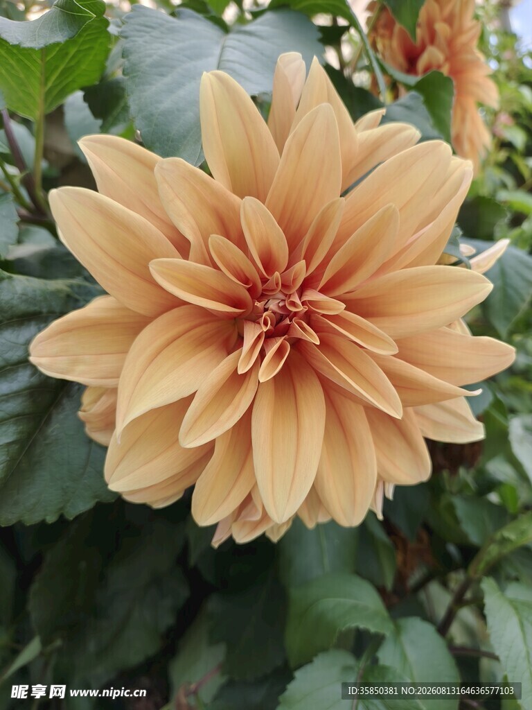 大丽花图片