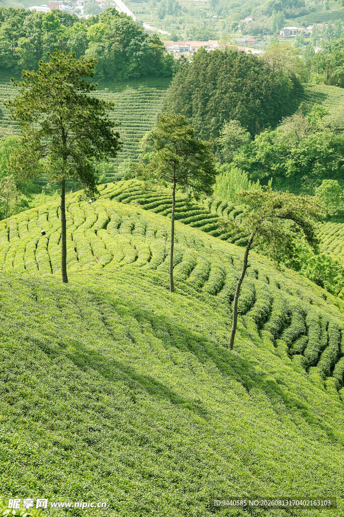 茶园