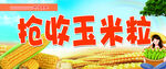 收玉米粒