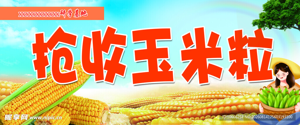 收玉米粒
