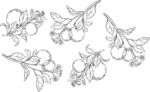 手绘石榴花