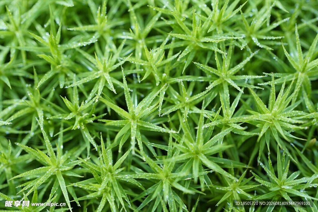 翠绿丛生的针状植物