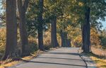 秋日林间静谧小路