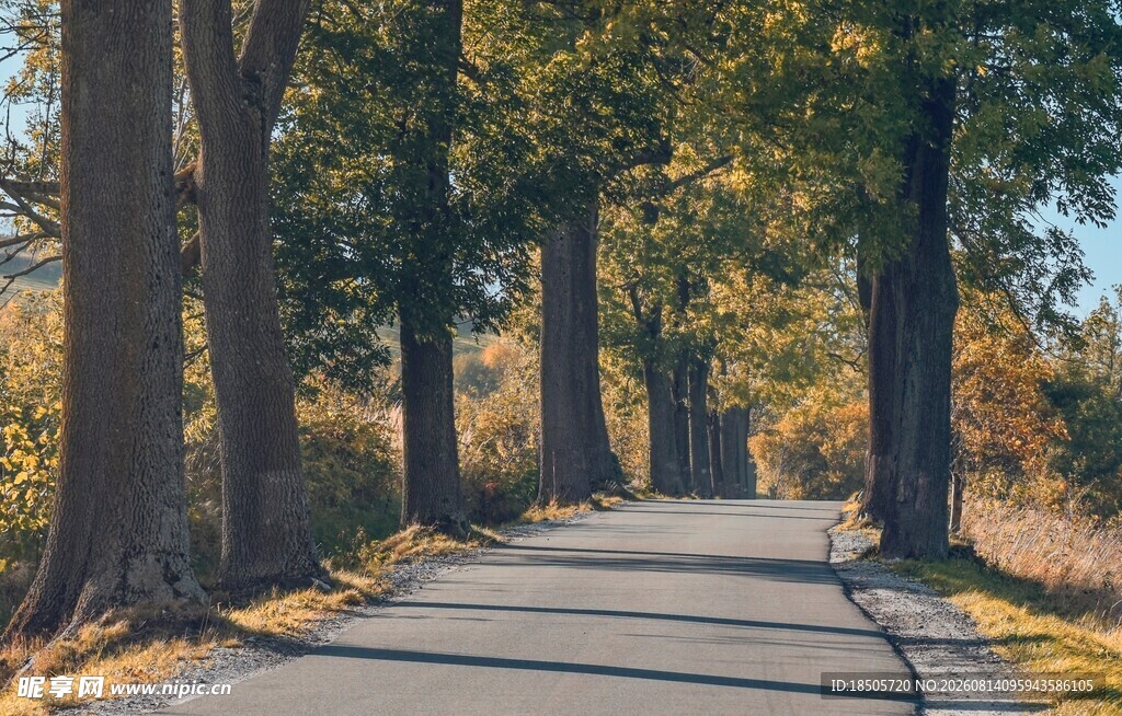 秋日林间静谧小路