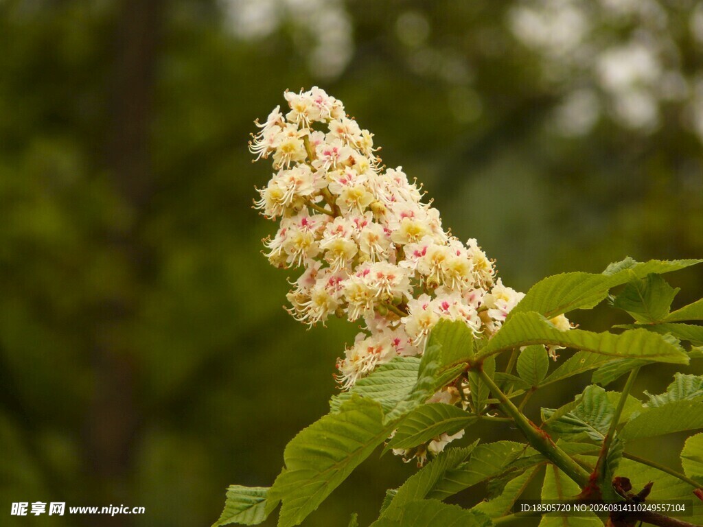 盛开的栗花