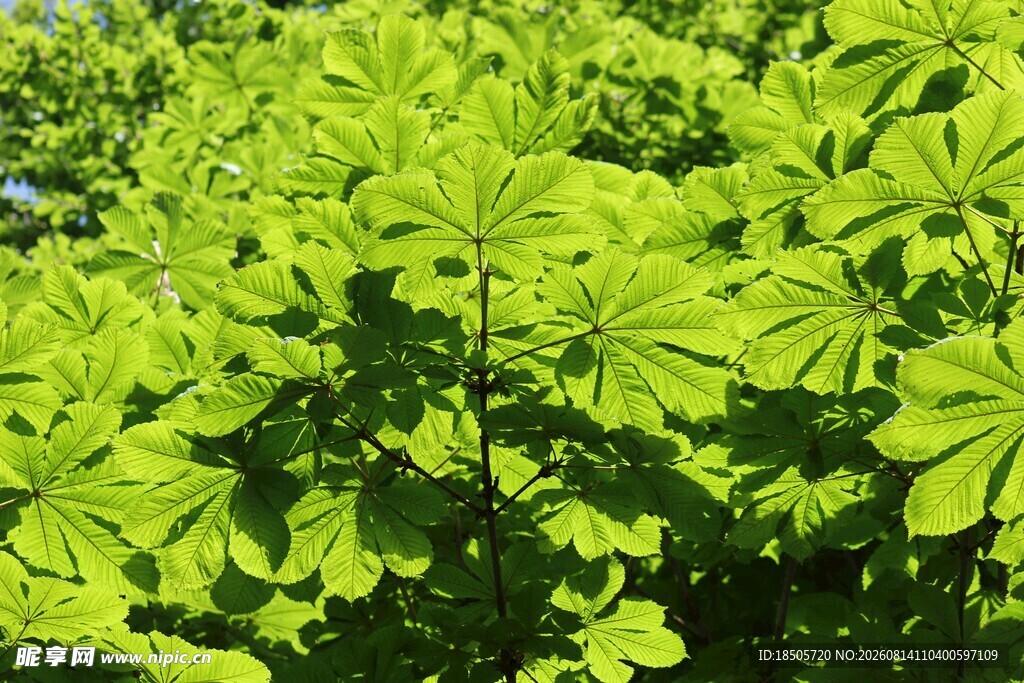 翠绿繁茂的掌状叶片植物