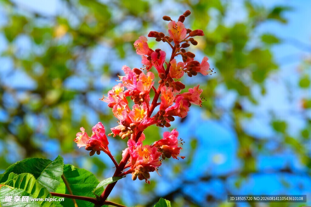 枝头绽放的艳丽板栗花