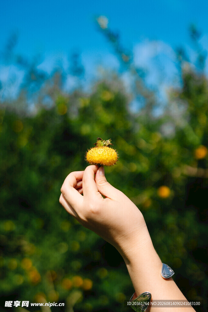 手托黄刺梨蓝天绿树间