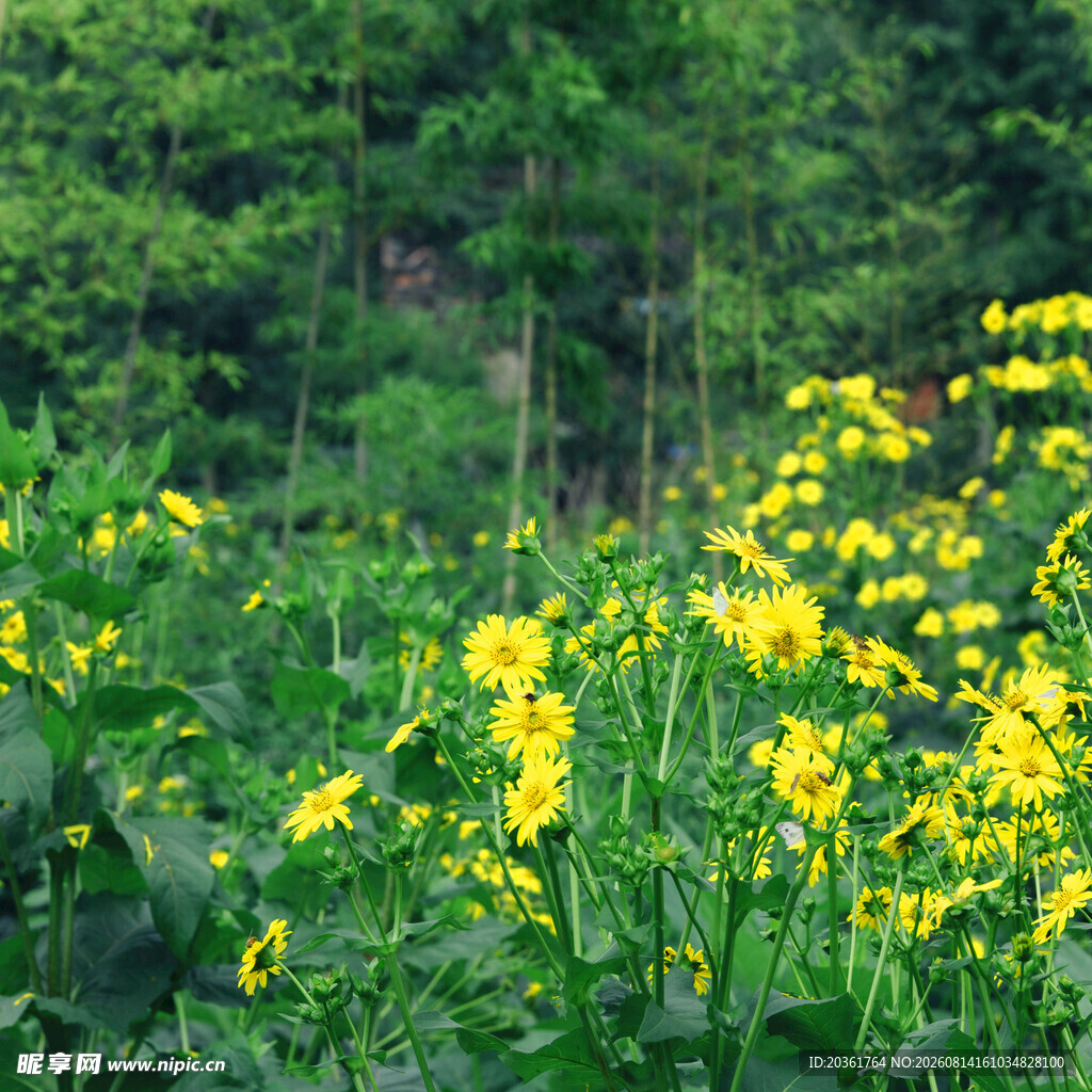 春日黄花烂漫的田野风光