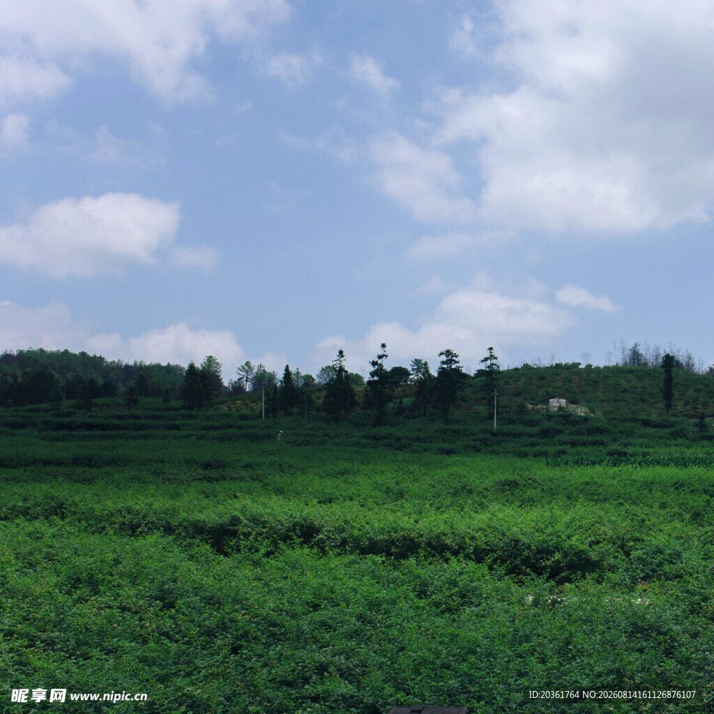 广袤绿野