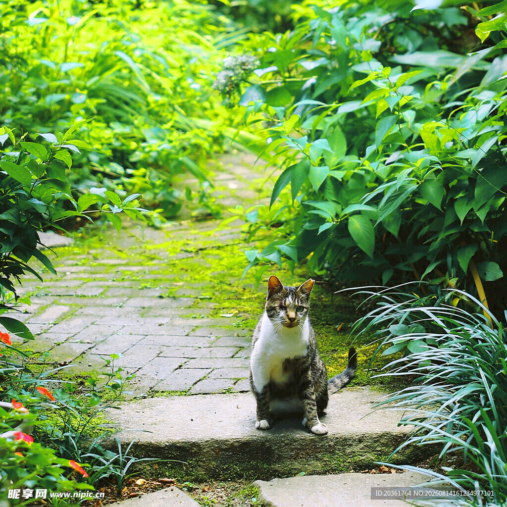 小径上的猫咪