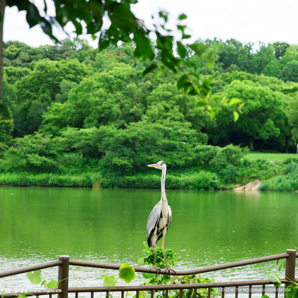 湖畔鹭影