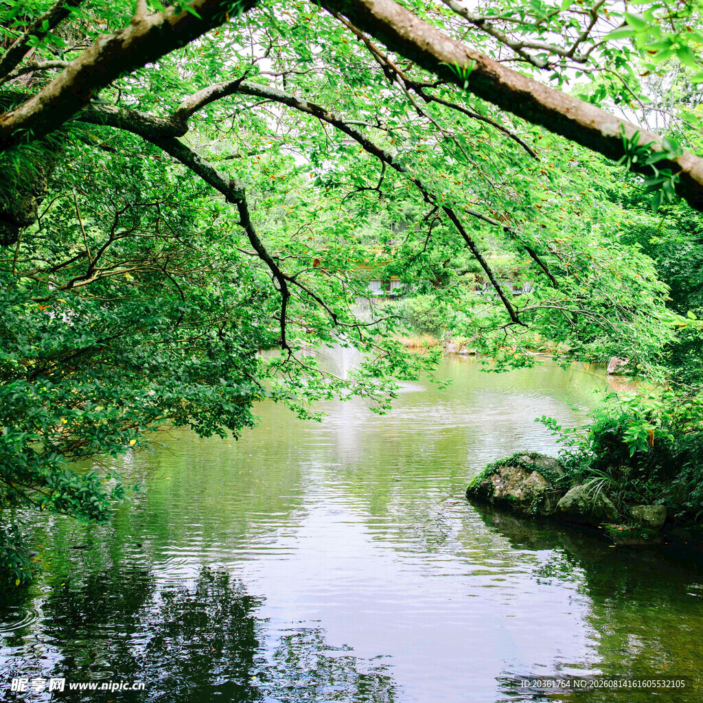 林间静谧湖水