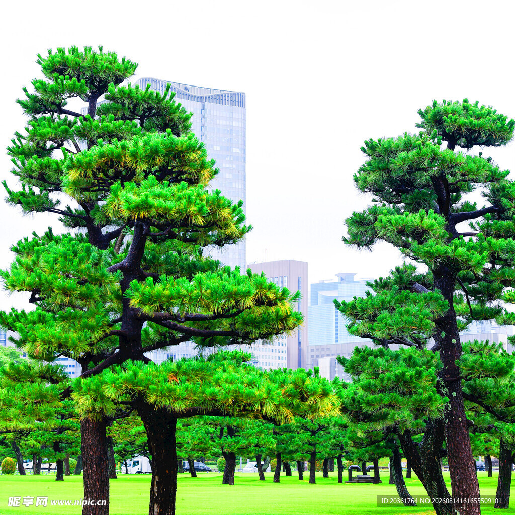 城市中挺拔的翠绿松树