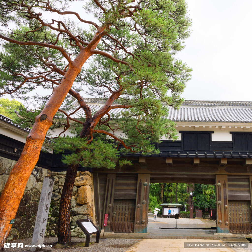 日式古松与传统建筑