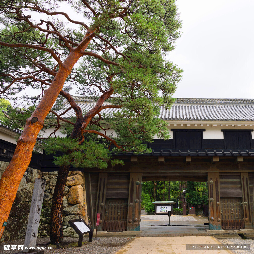 日式古建前的苍劲松树