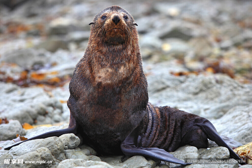 海滩上的海狮