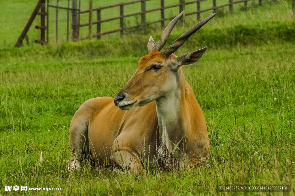 草原上休憩的长角羚羊