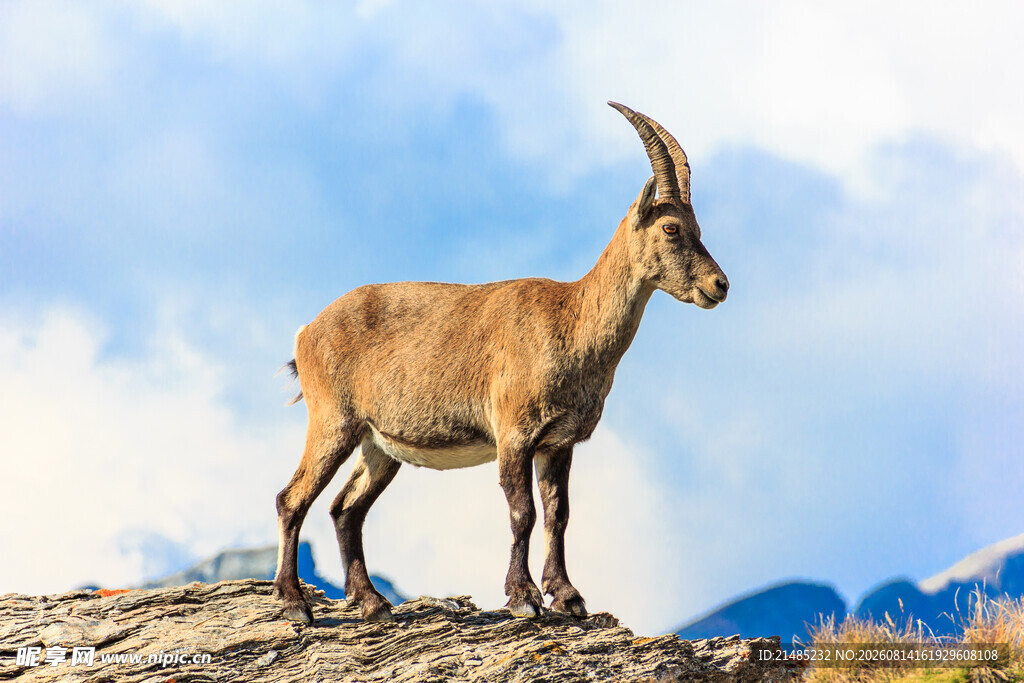 岩石上的高山野山羊