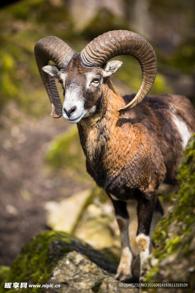 站在岩石上的大角野山羊