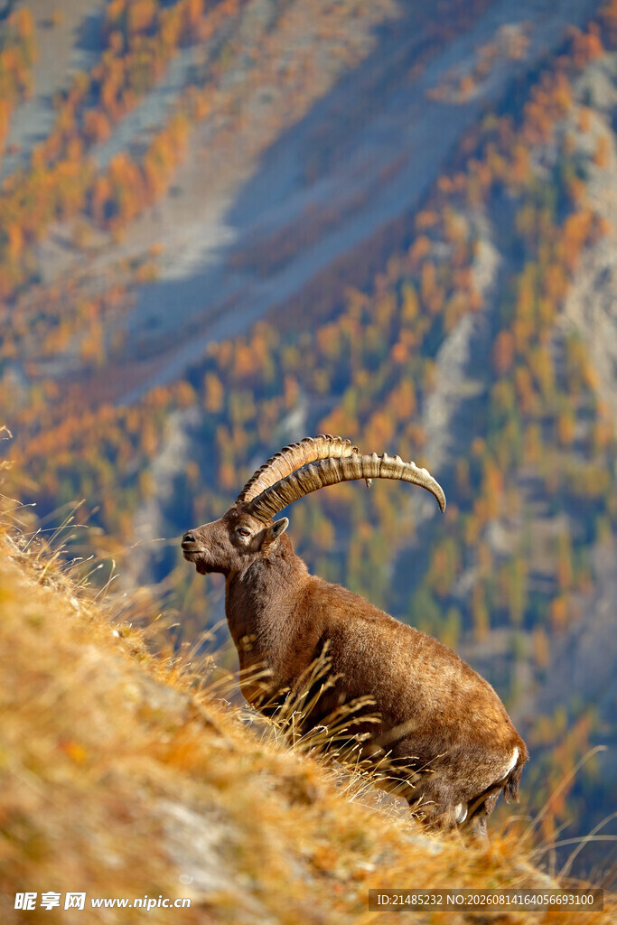 高山上的山羊