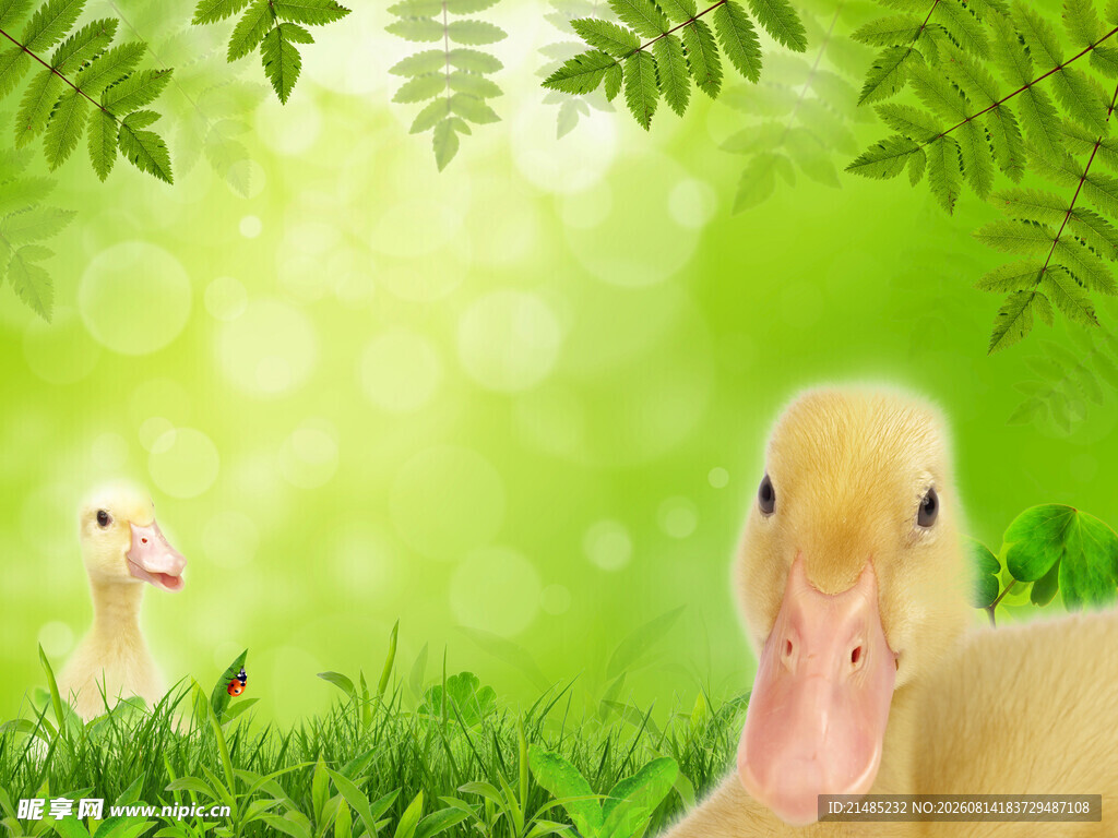 草地上的可爱小黄鸭