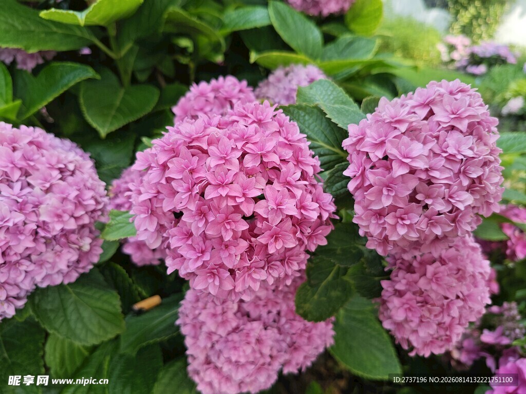 绣球花