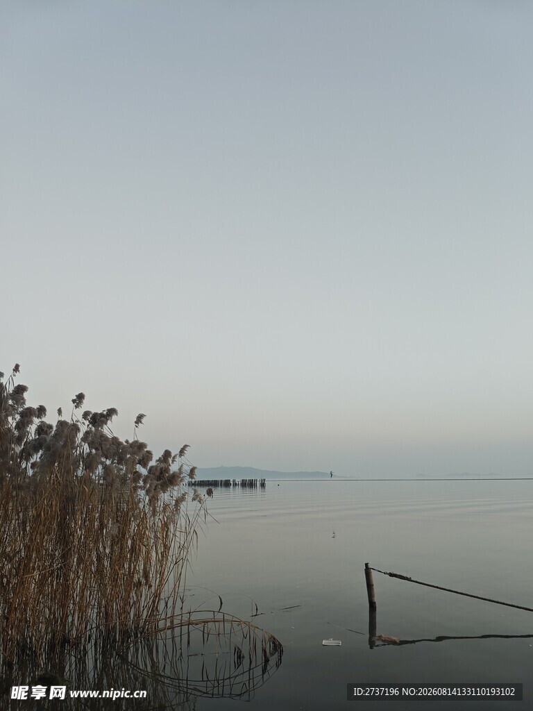 湖畔芦苇