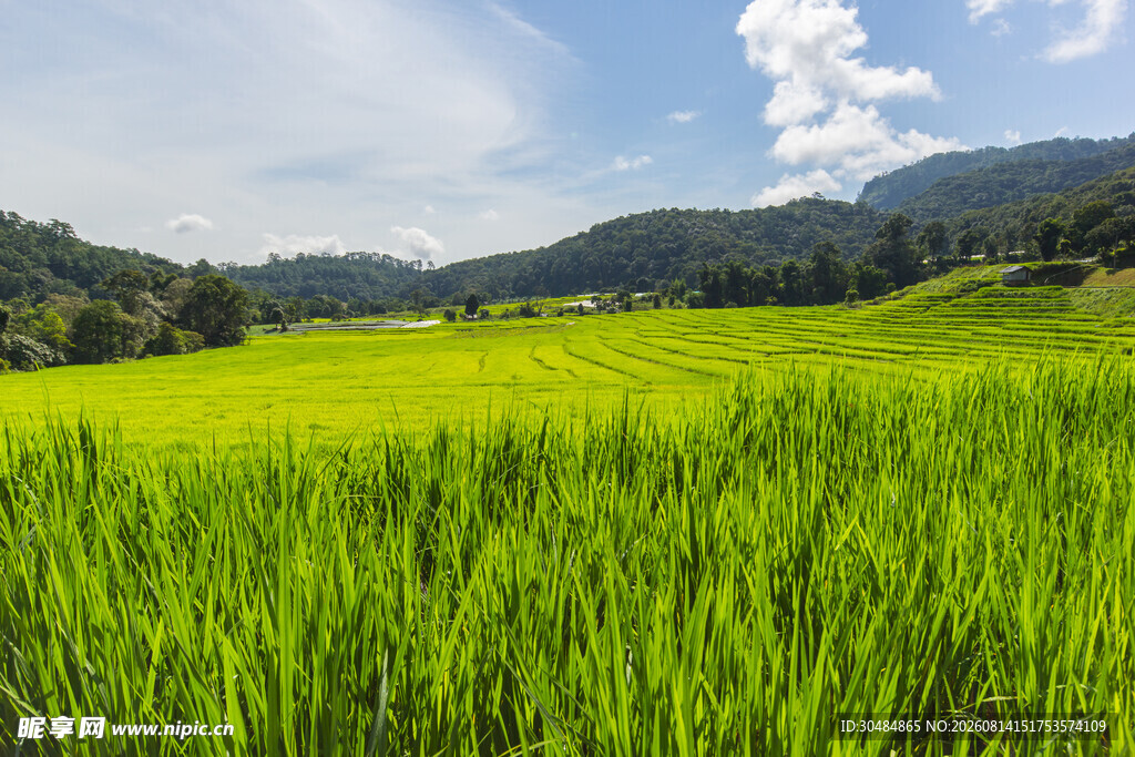 翠绿稻田与远山蓝天美景