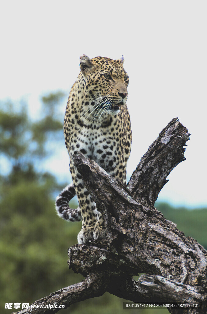 树枝上的猎豹
