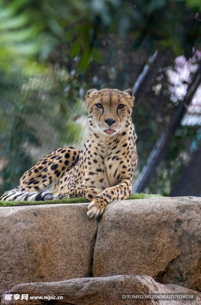 岩石上休憩的猎豹