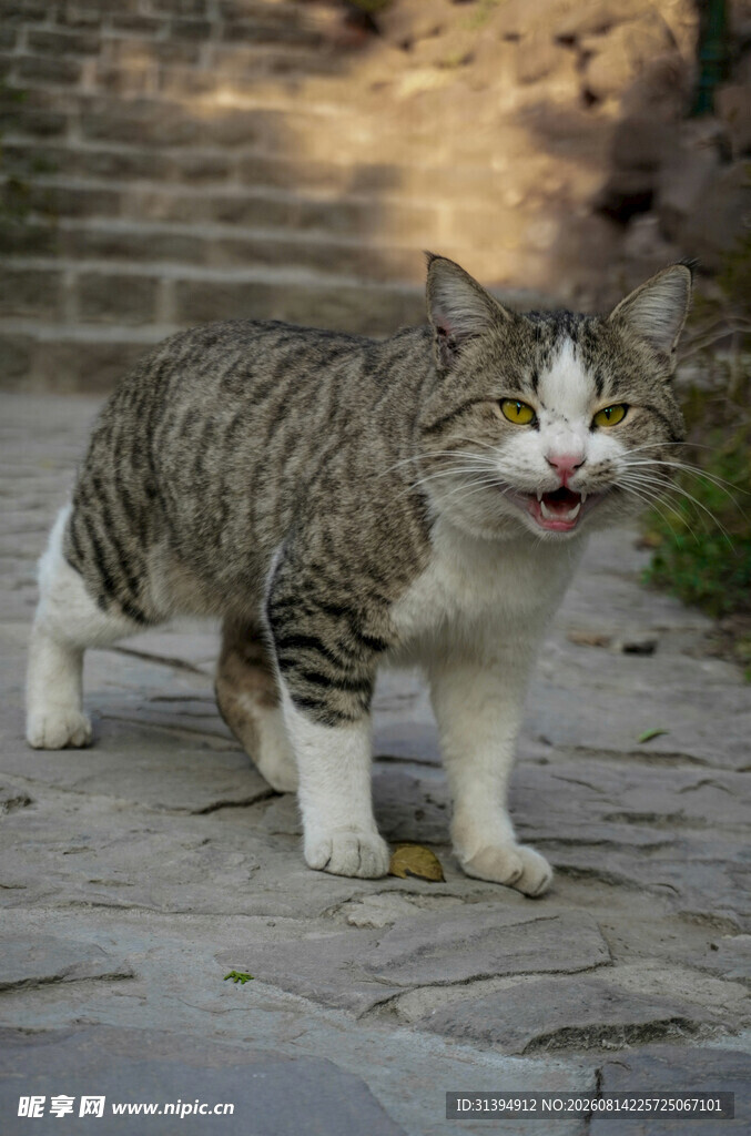 吐舌的可爱斑纹猫咪