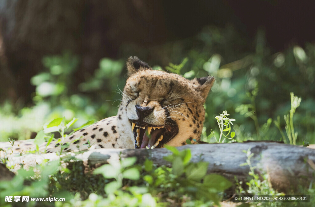 草丛中张嘴的猎豹
