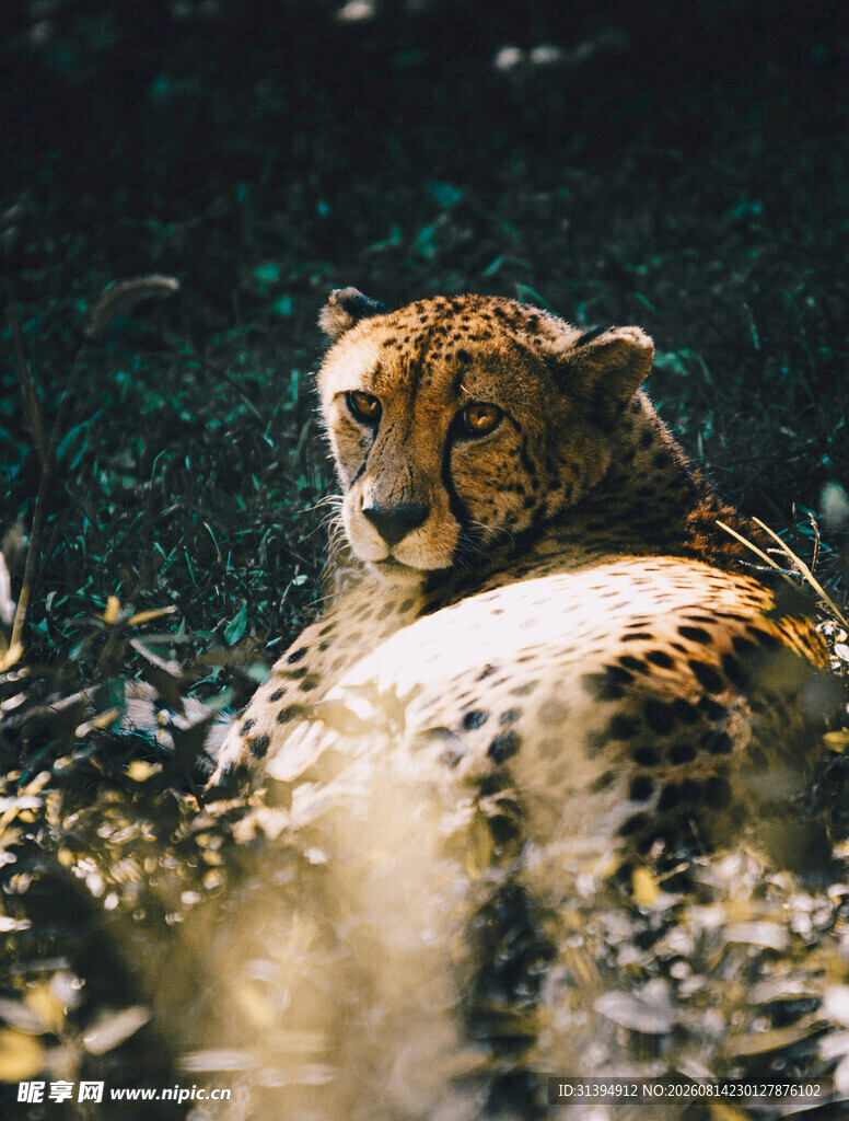 水中休憩的猎豹
