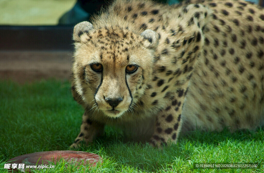 猎豹蹲坐于翠绿草地上