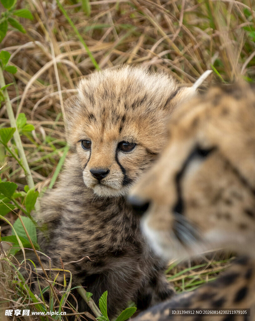 草地上的小猎豹幼崽