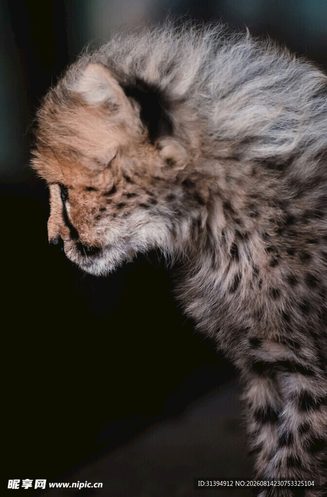 猎豹幼崽特写