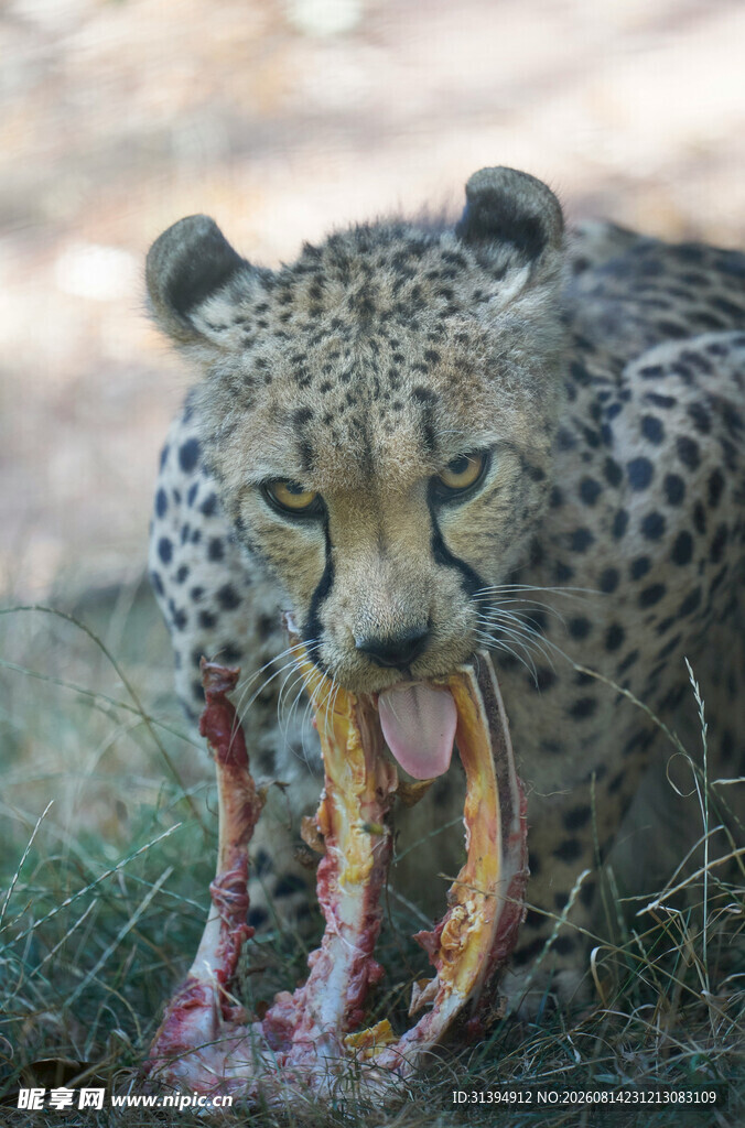 猎豹进食瞬间